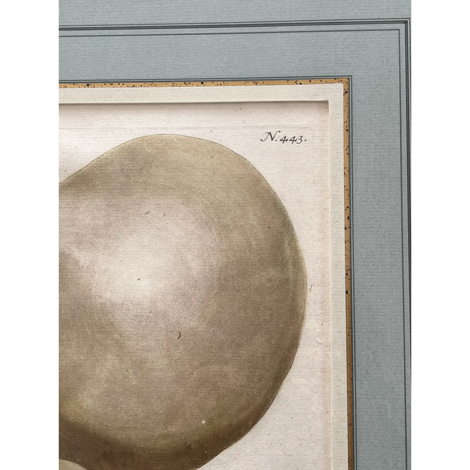 pair-2-matted-and-framed-botanical-engravings-of-gourds-4146.jpg