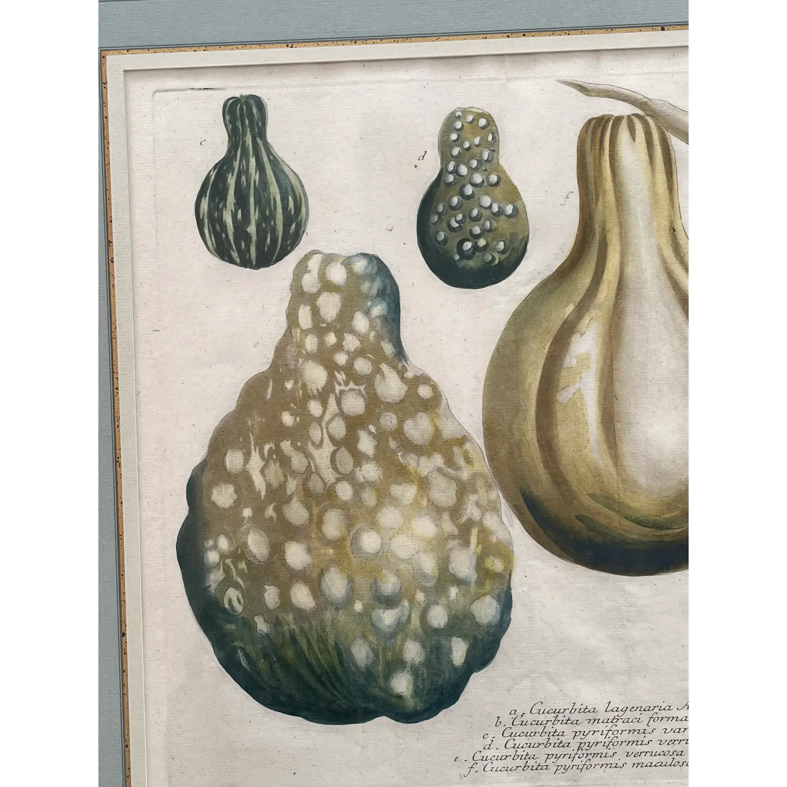 pair-2-matted-and-framed-botanical-engravings-of-gourds-9369.jpg