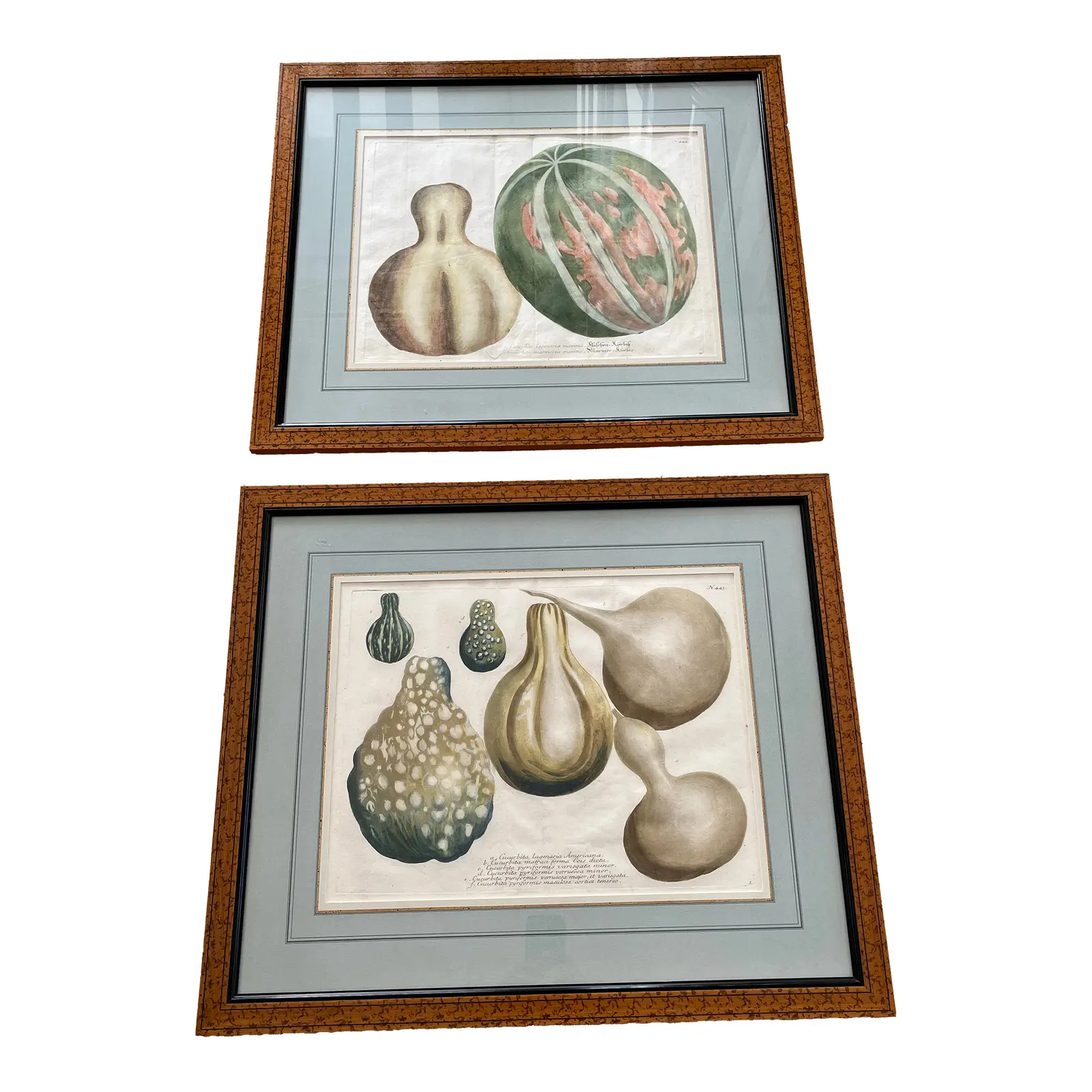 pair-2-matted-and-framed-botanical-engravings-of-gourds-5234.jpg