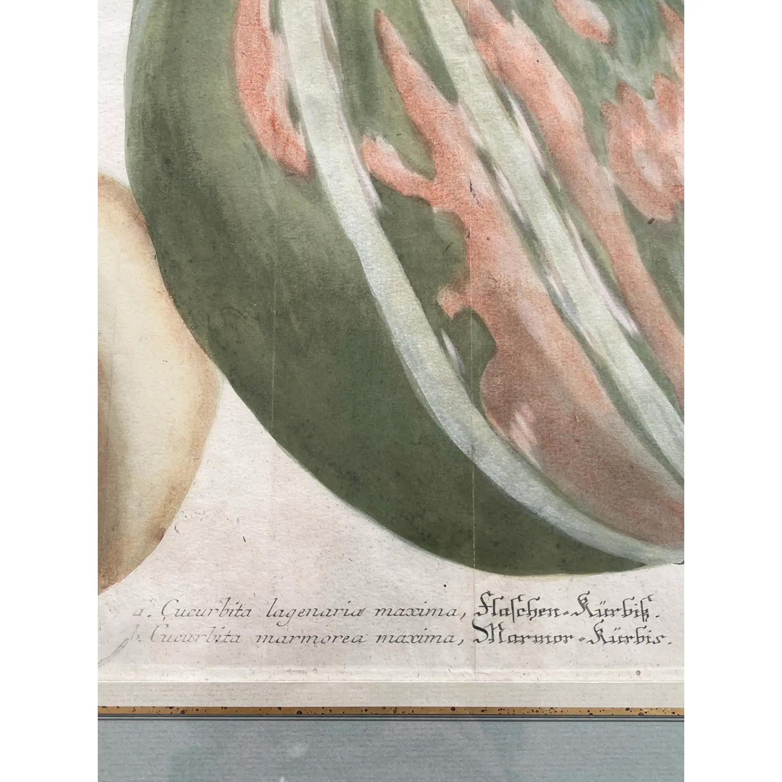pair-2-matted-and-framed-botanical-engravings-of-gourds-3761.jpg