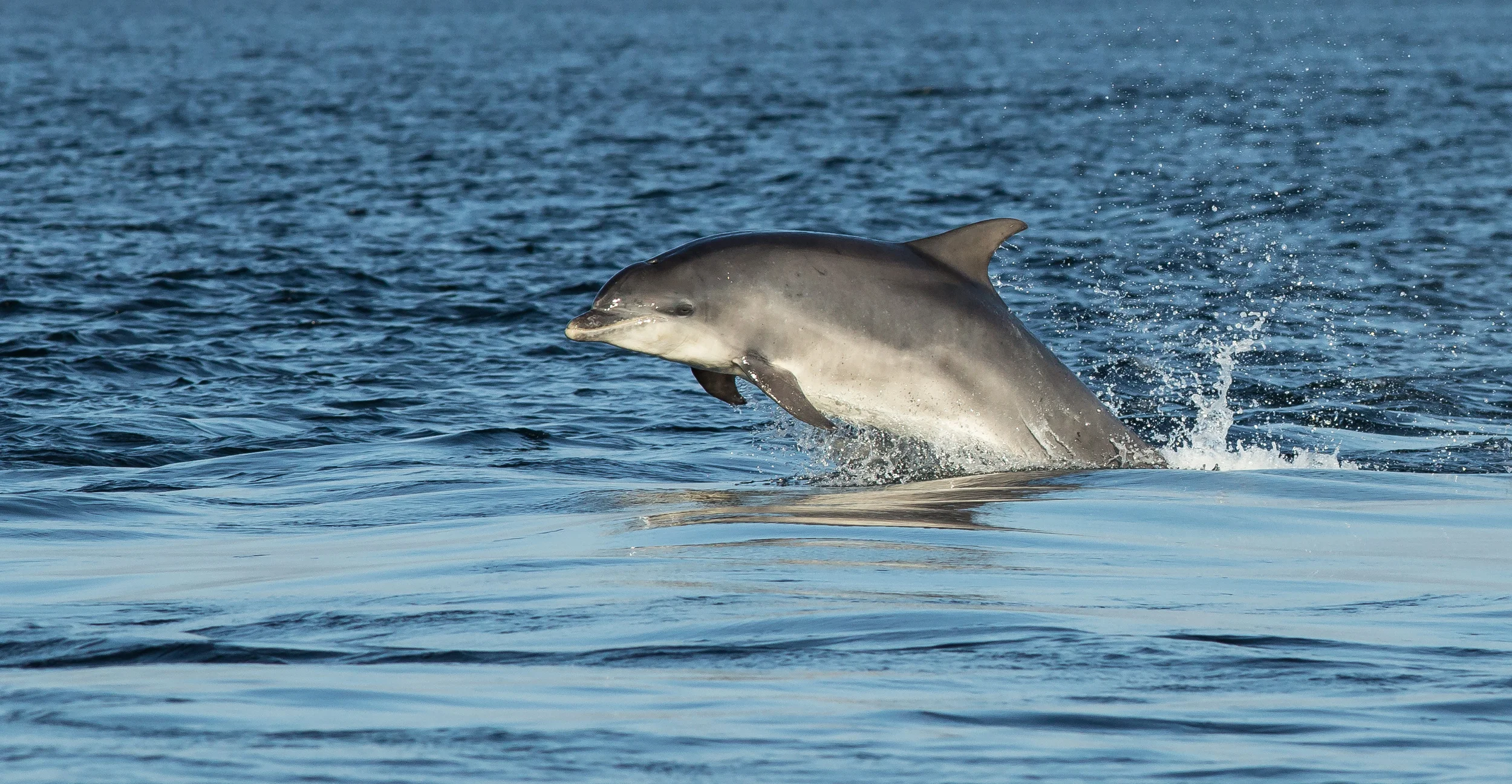 Dolphin at play is a sight that can often be enjoyed in bay at Aberdeen.