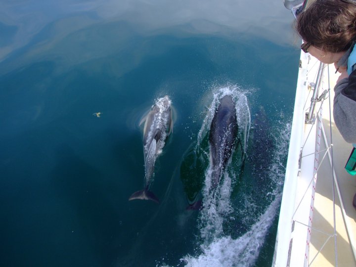 Sailing holidays can offer unique opportunities to interact with Scotland's amazing wildlife both on and off the water. Dolphins, St Kilda © Stornoway Port Authority