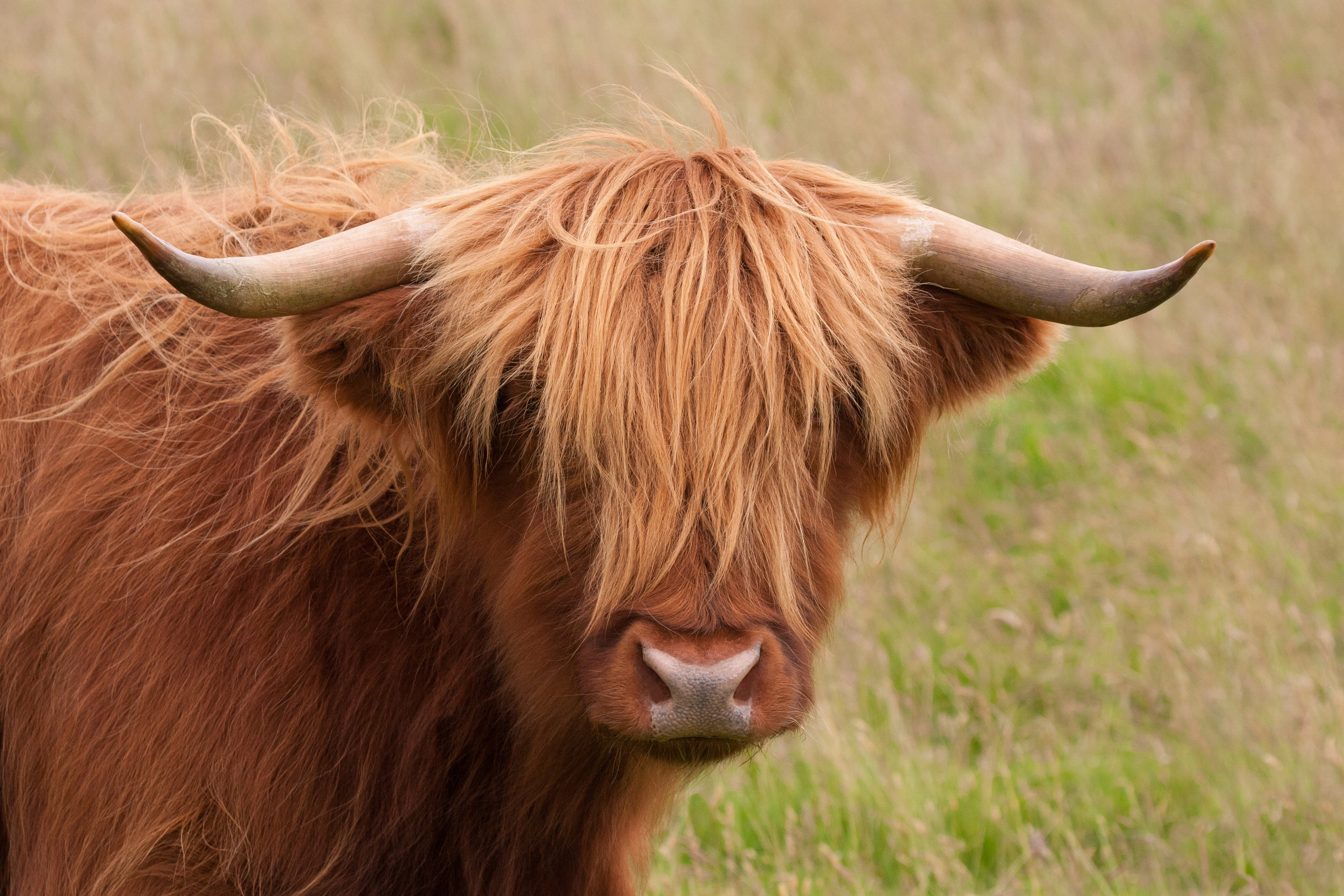 highland cow UTTS.jpeg