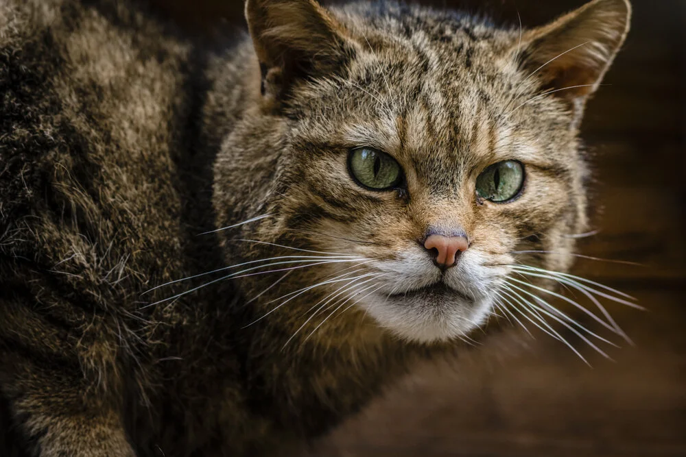 UTTS #068 Saving the Scottish Wildcat
