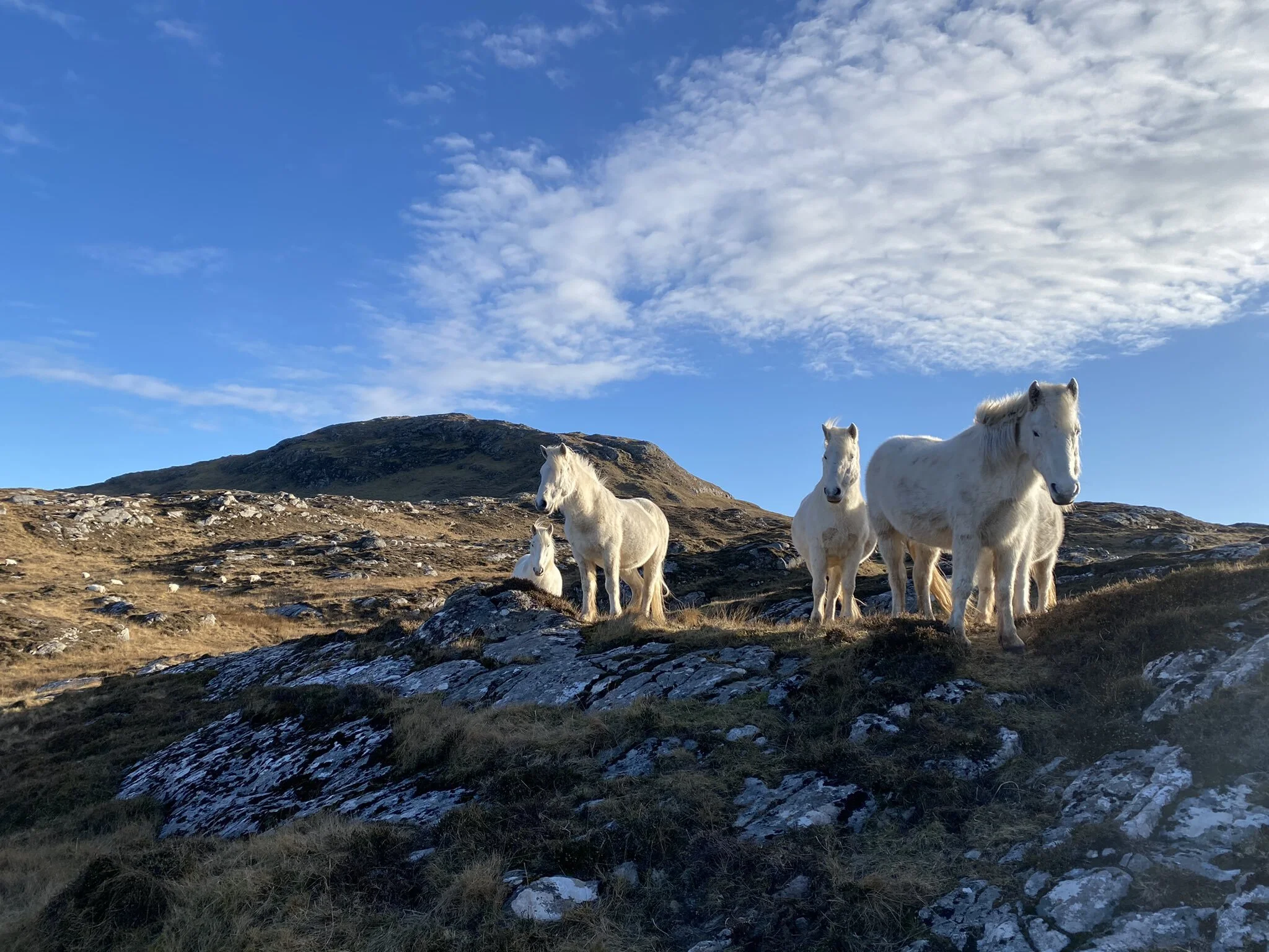 A Breed Apart: The Eriskay Pony