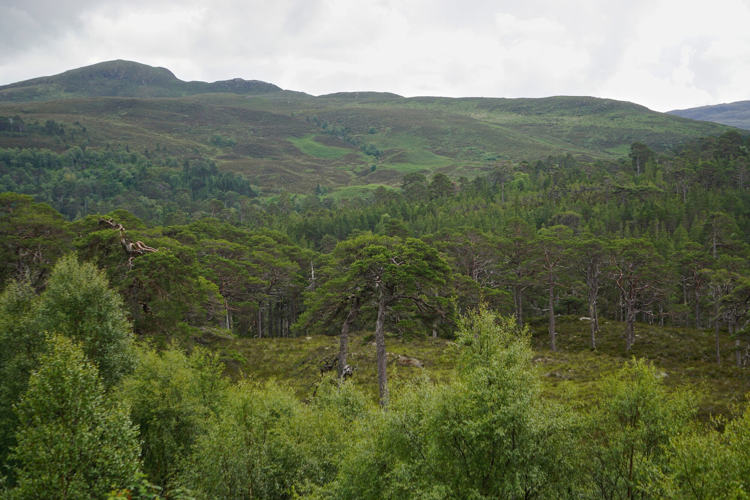 Glen Affric – Caledonian Forest restoration – Restore Our Planet