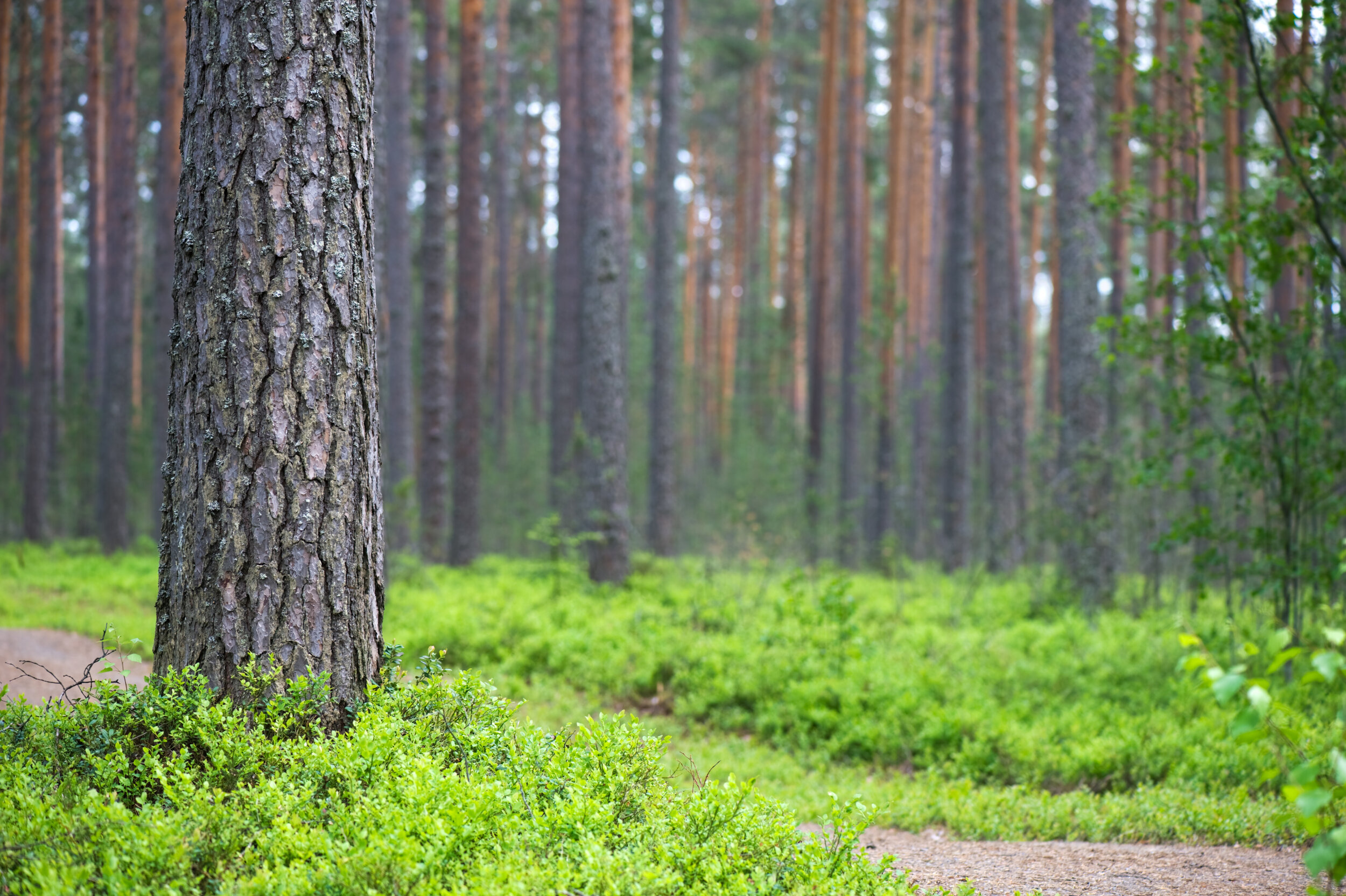 Glen Affric – Caledonian Forest restoration – Restore Our Planet