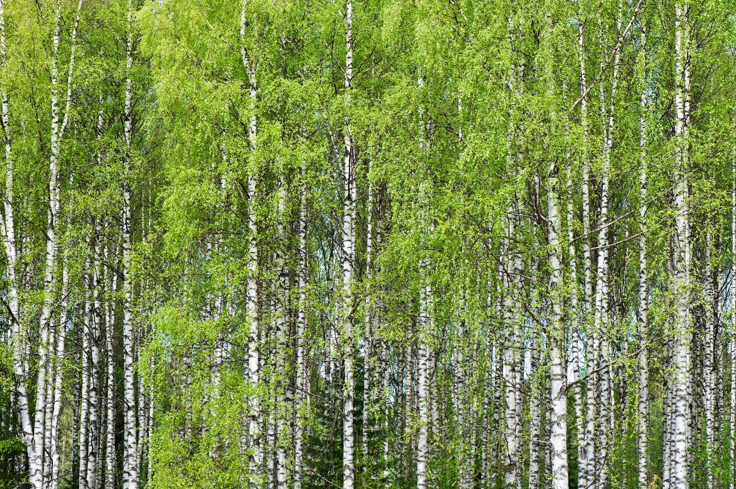 Birch tree (Betula pendula) forest in early summer.