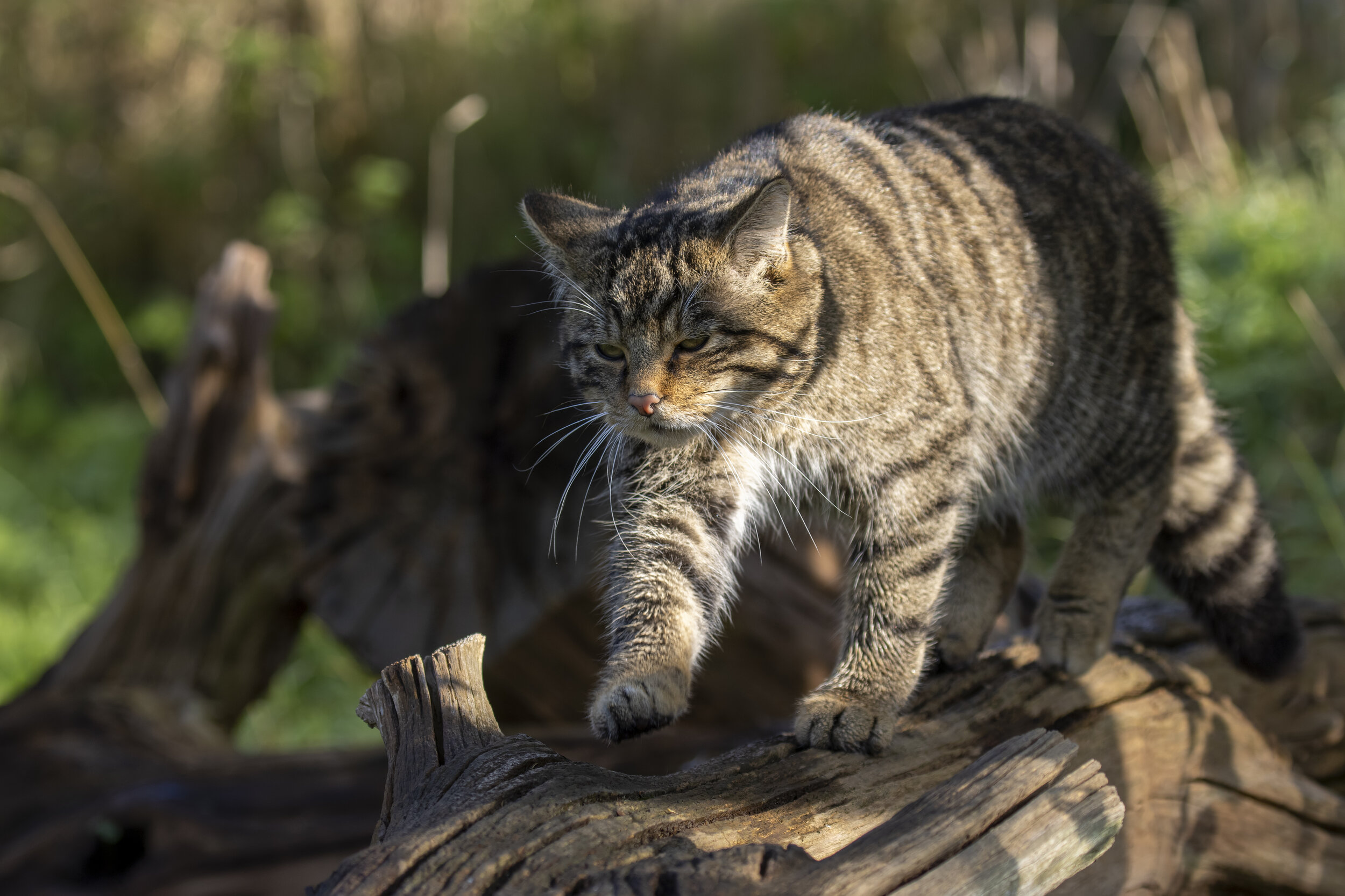 Scottish wildcat, Felis silvestris grampia, walking along a log on a sunny warm autumn day in November.