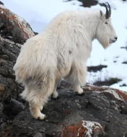 mountain goat.jpg