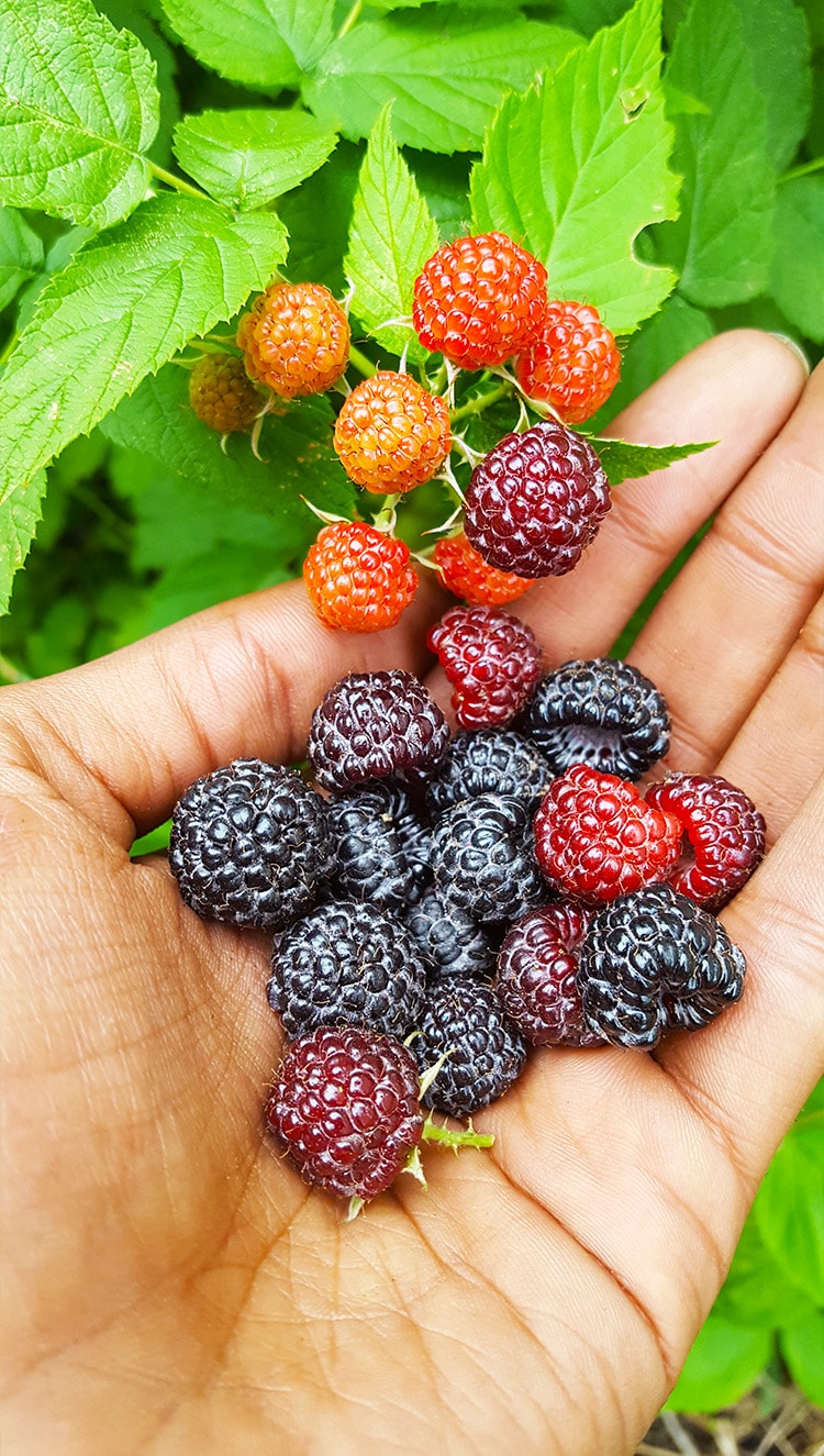 berriesvertical-min.jpg