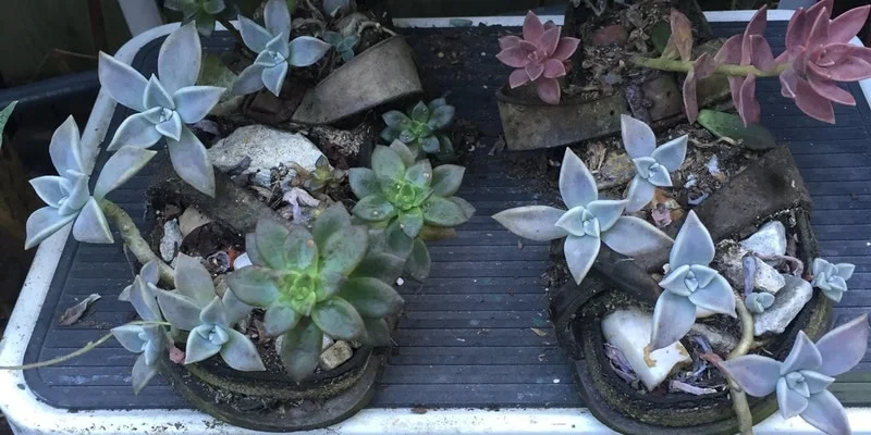 Plant Up Your Sentiments 