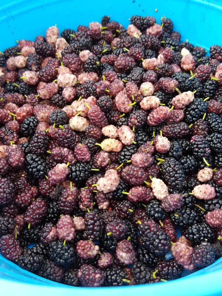berry Foraging.jpg