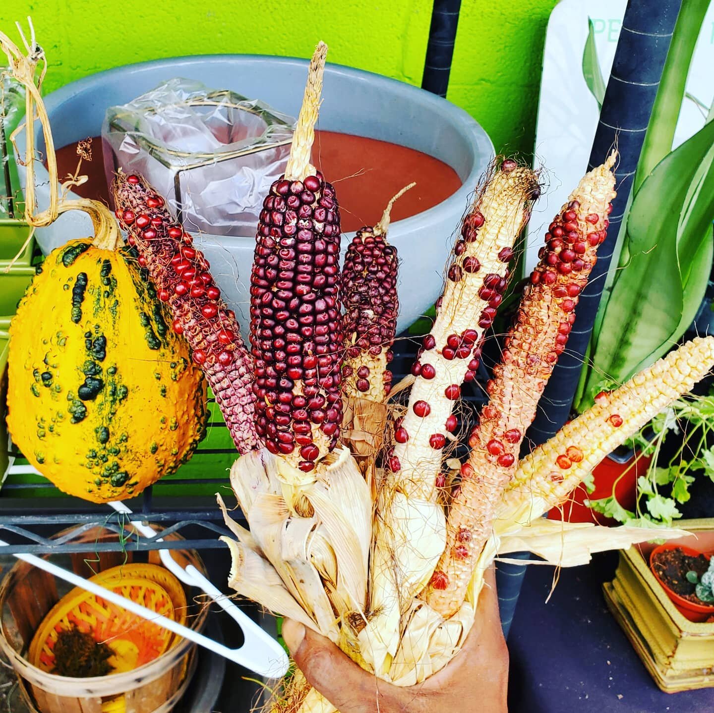 Fall decor #compost finds @idea_pcs 🌽🌽🌽 Last December we added our leftover pumpkins, gourds and corn to the #compostpile- a few of the seeds started germinating and growing in late spring and we just didn't have the heart to pull them out. The st