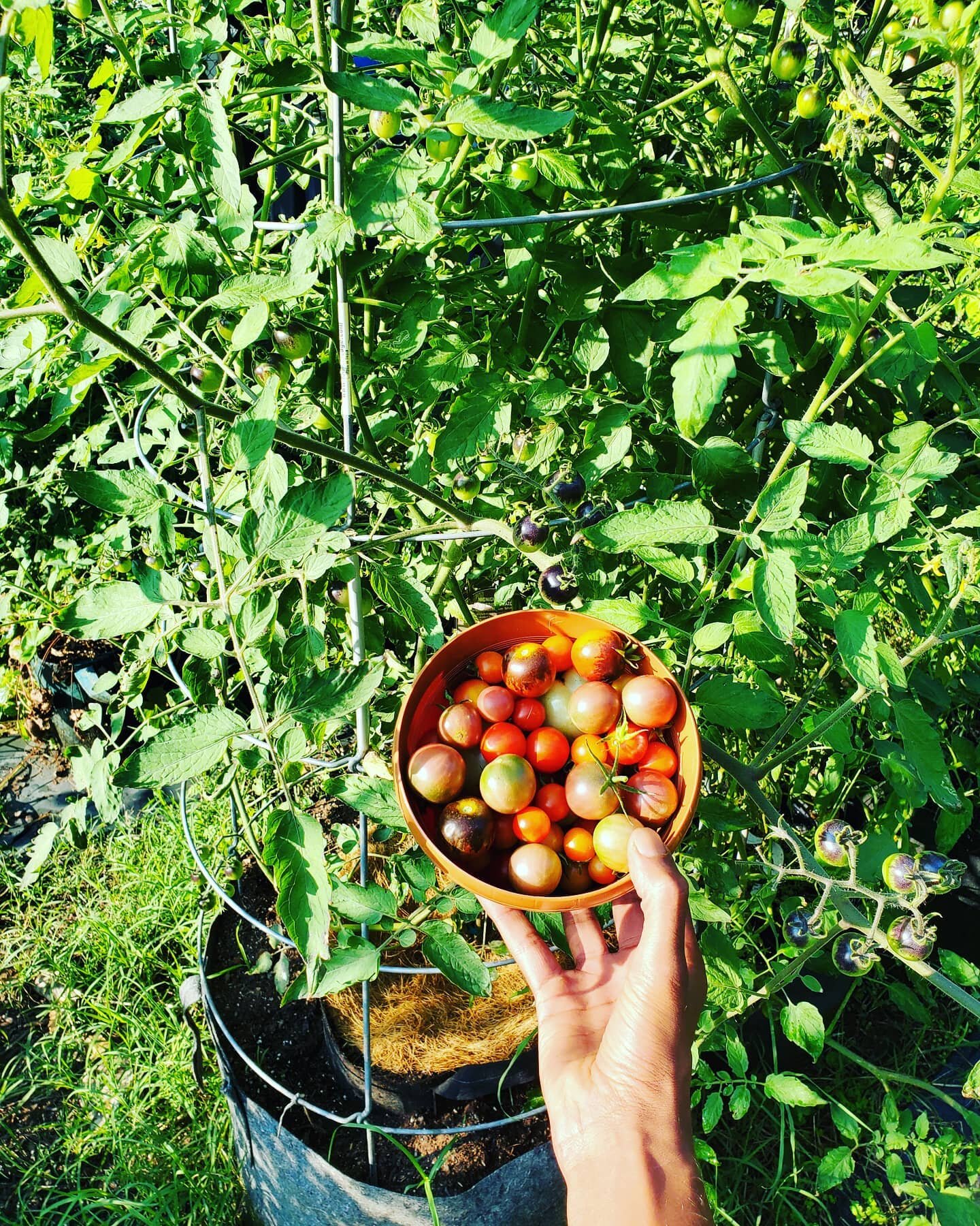 #Tomato season might be drawing to a close soon, but these cherry tomatoes are showing no signs of slowing down yet! What's our recipe for success? We start them out in a 3 gallon #RootPouch- once they get about 2 feet tall, they are potted up into a