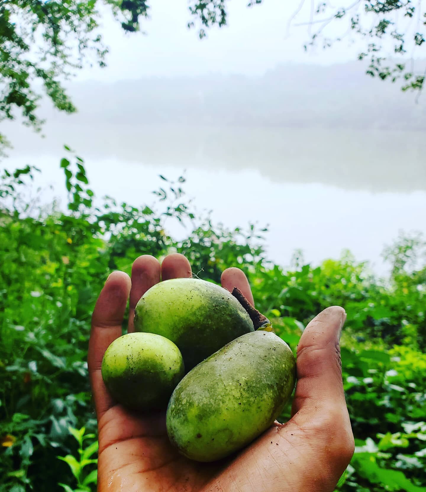 Rain on shine, the hunt for #pawpaw continues! Tomorrow is our last #foraging class of the year and we're hopeful the forest continues to give us a wonderful bounty.