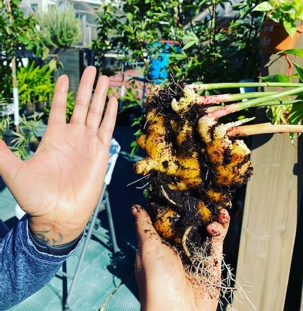 #Ginger and #Turmeric harvest time 🖐🏾 These are so fresh you can bite right in- but don't forget to wash up first 💦 This year we also grew #galangal or #alpineginger, but I think we'll give that another season to make some bigger rhizomes