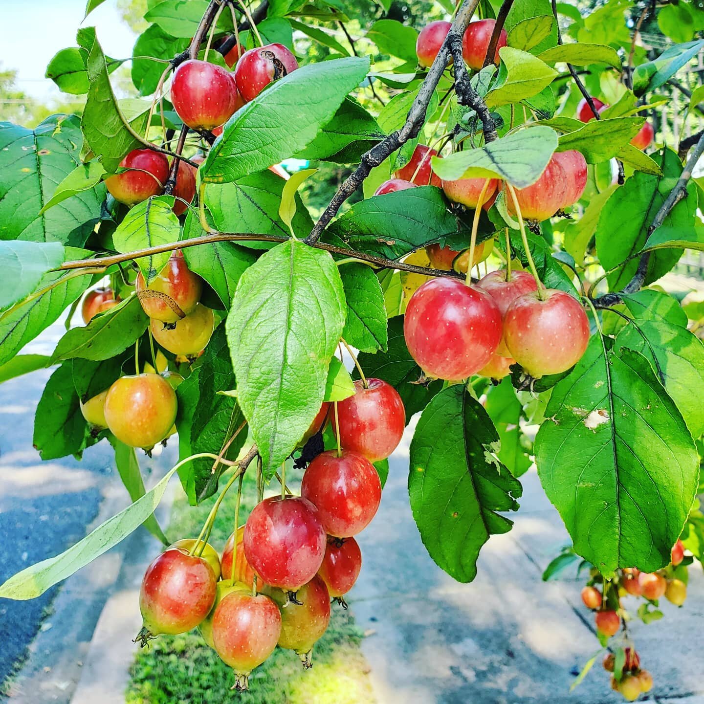 What a beautiful day to get out and enjoy the sun 🌞  As well as a fresh picking of crab apples for this week's #CSA 🍎🍎🍎 Have you spotted any of these in your neighborhood? Fall is one of my favorite seasons, as all the plants and trees start to g