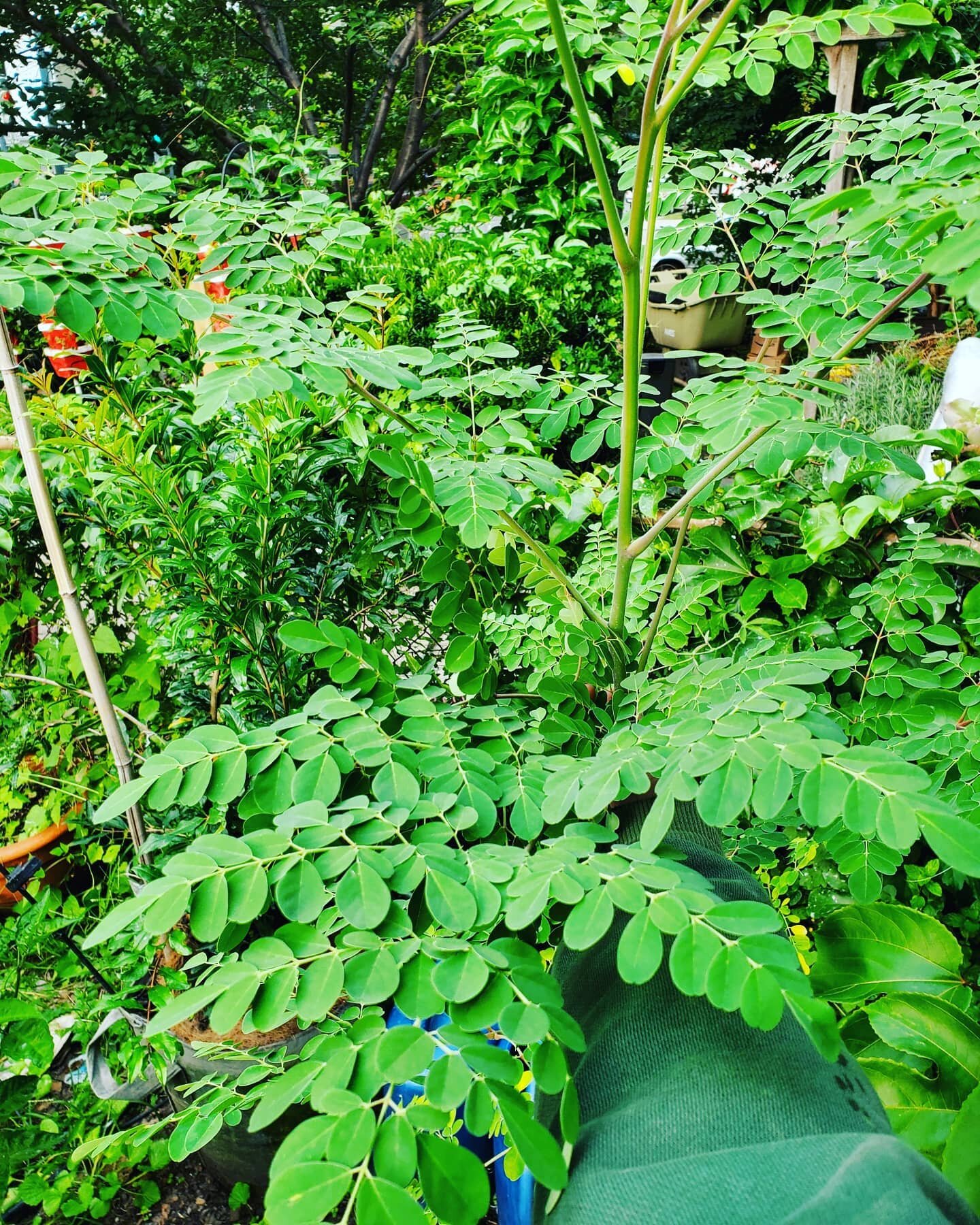 Harvested a bunch of #moringa leaves today for our #CSA, and cut back all of our taller trees to root back into pots to double our production for next year! Also got to harvest some mature seeds, so we'll have some new seedlings coming too. Moringa l