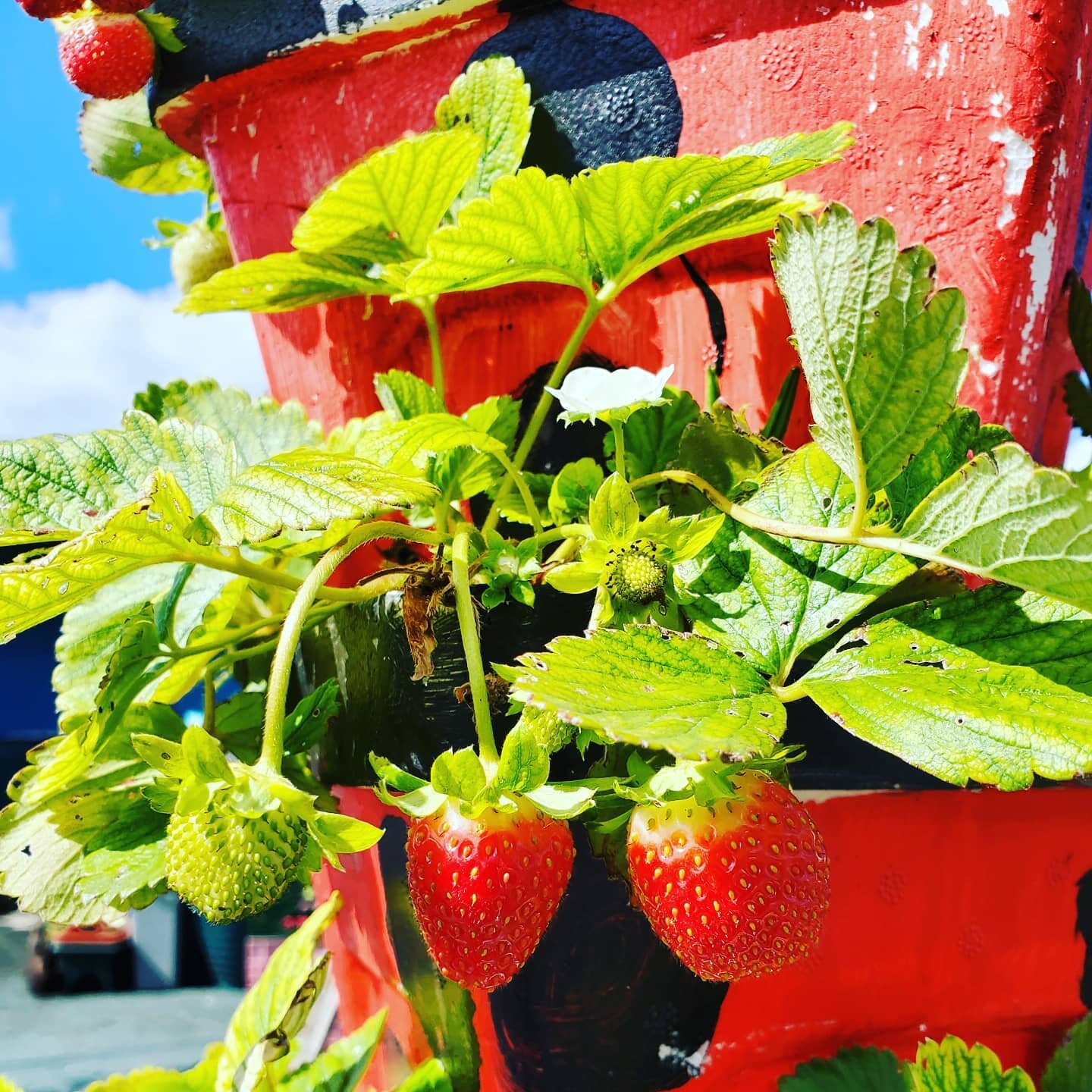 As all of the summer crops start to wind down, the strawberries are just  starting to pick up again! Don't you just love fruit that disobeys the seasons 🍓🍓🍓