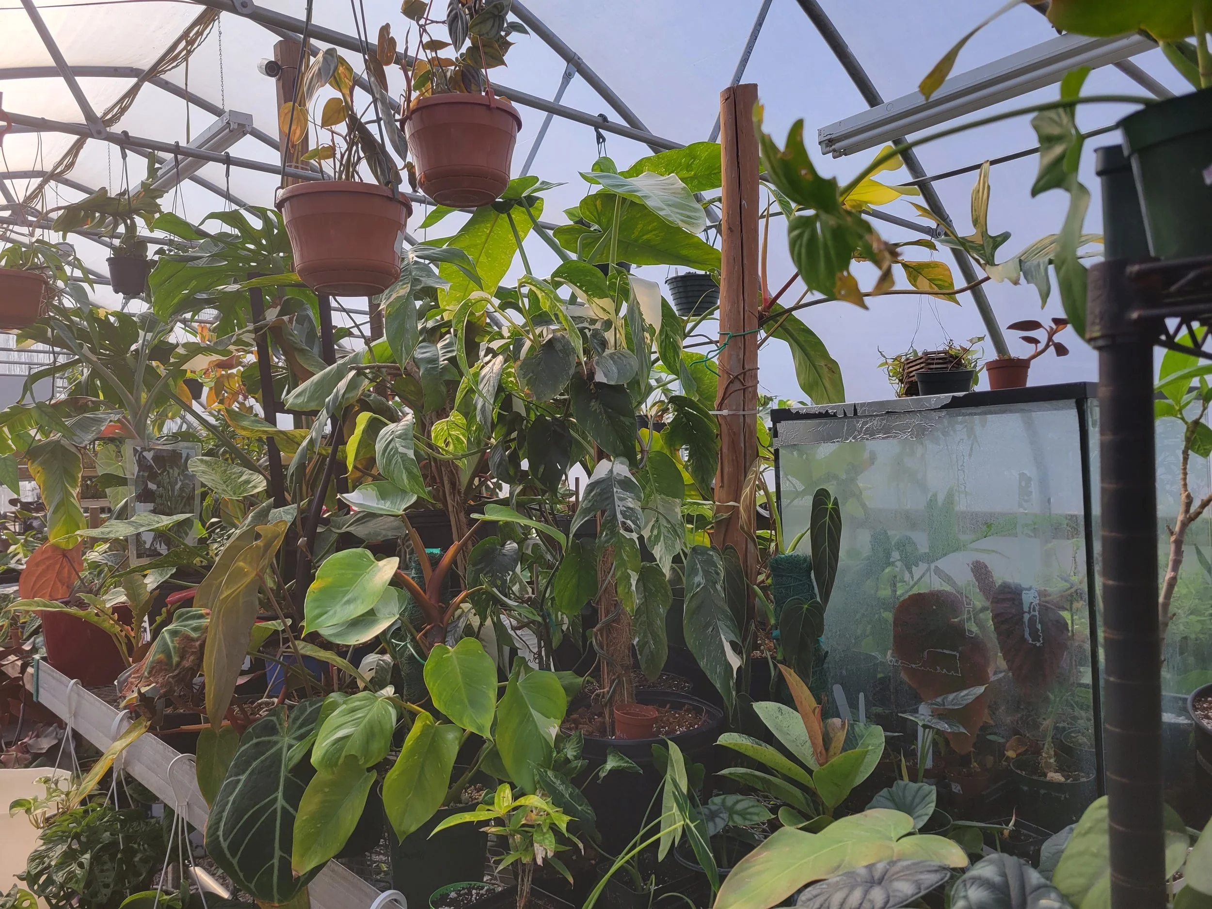 Spring Clean Up: Volunteer at Plants Alive! with Cultivate the City