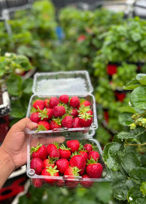 Indoor and Container Gardening 101