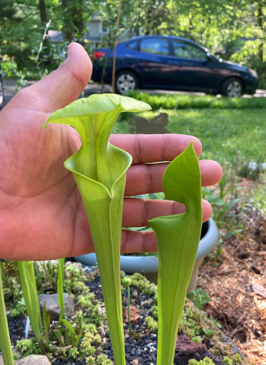 Carnivorous Plant Basics and DIY Bog Gardens