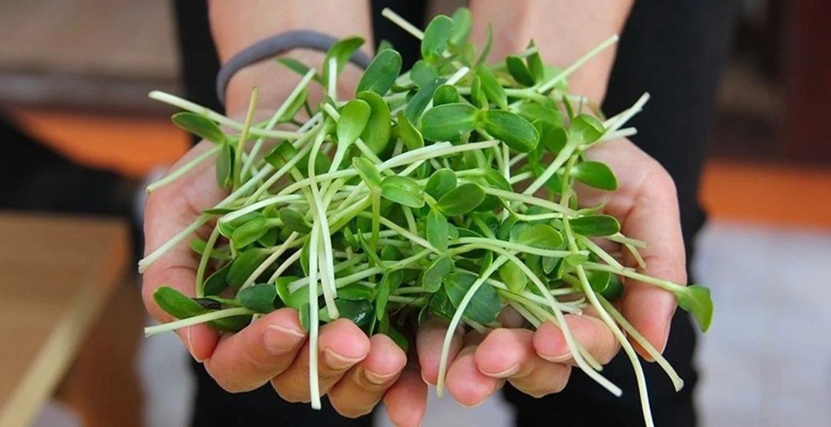 Grow your own microgreens