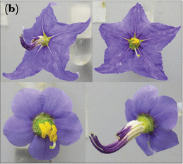"Mosaic" flowers (aka frankenflower) created by combining different species' corollas and anthers