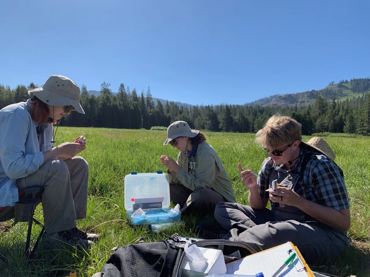 Isabelle, Sage, and Jake sampling flowers at our Norden CA field site