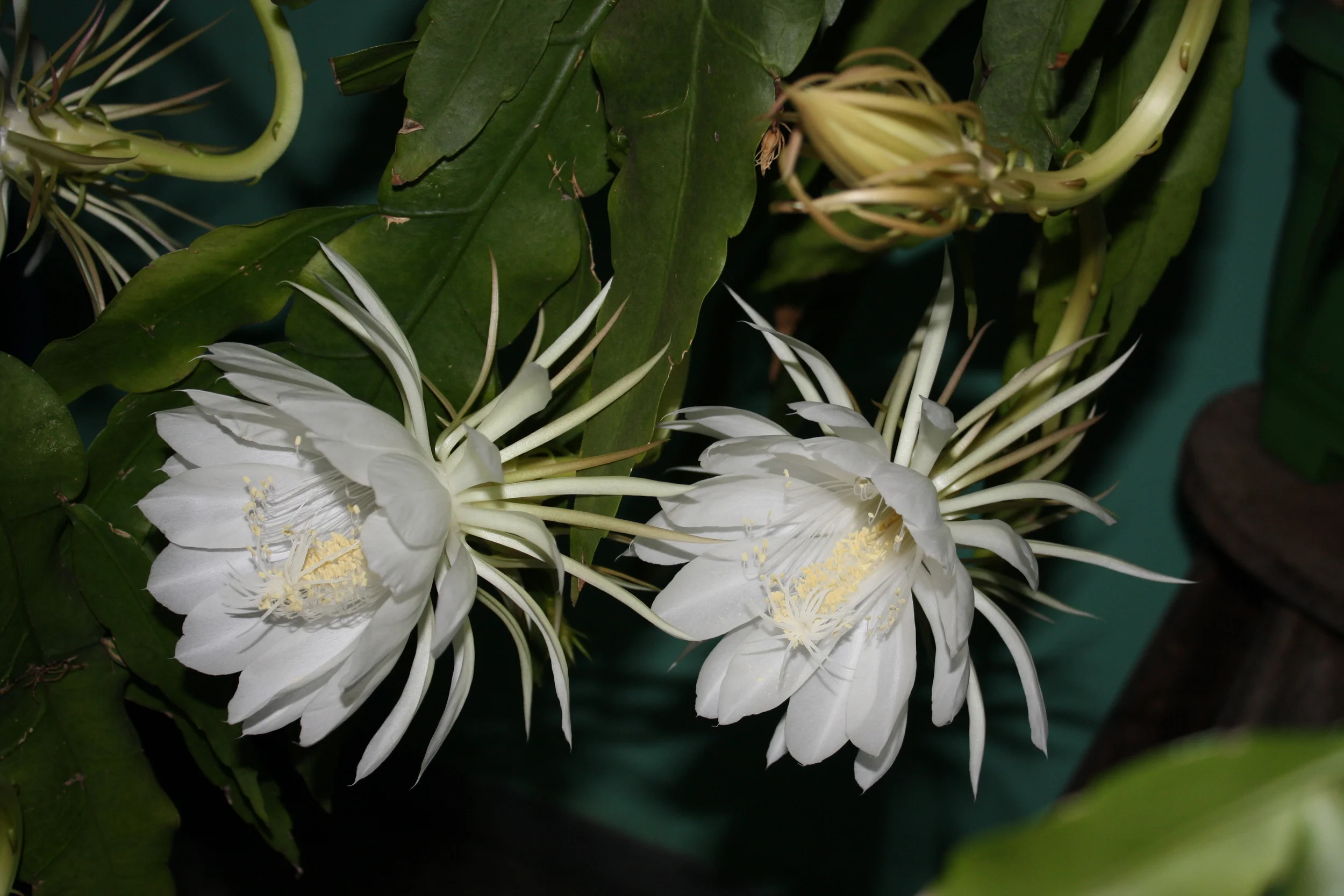 Pictured: Epiphyllum Oxypetalum 'Queen of the Night Cactus' (Very rare, Yes we can source these)