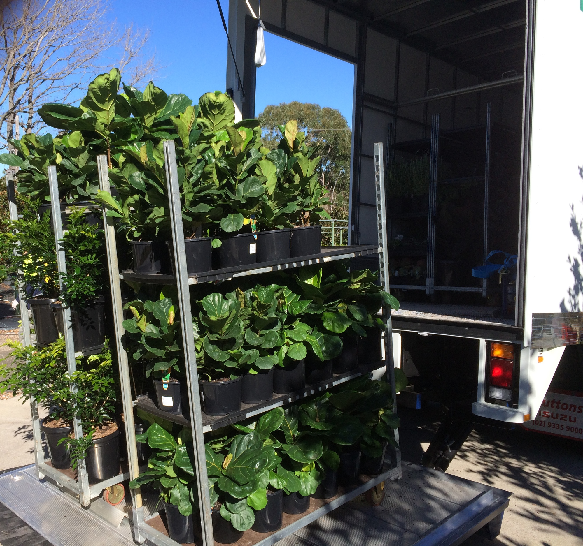 Pictured: Ficus Lyrata 'Fiddle Leaf Fig' being loaded onto our truck. These plants have been in very short demand for several years but luckily Honeysuckle has a secret source in Queensland and we have customers contacting us from far and wide to order them.