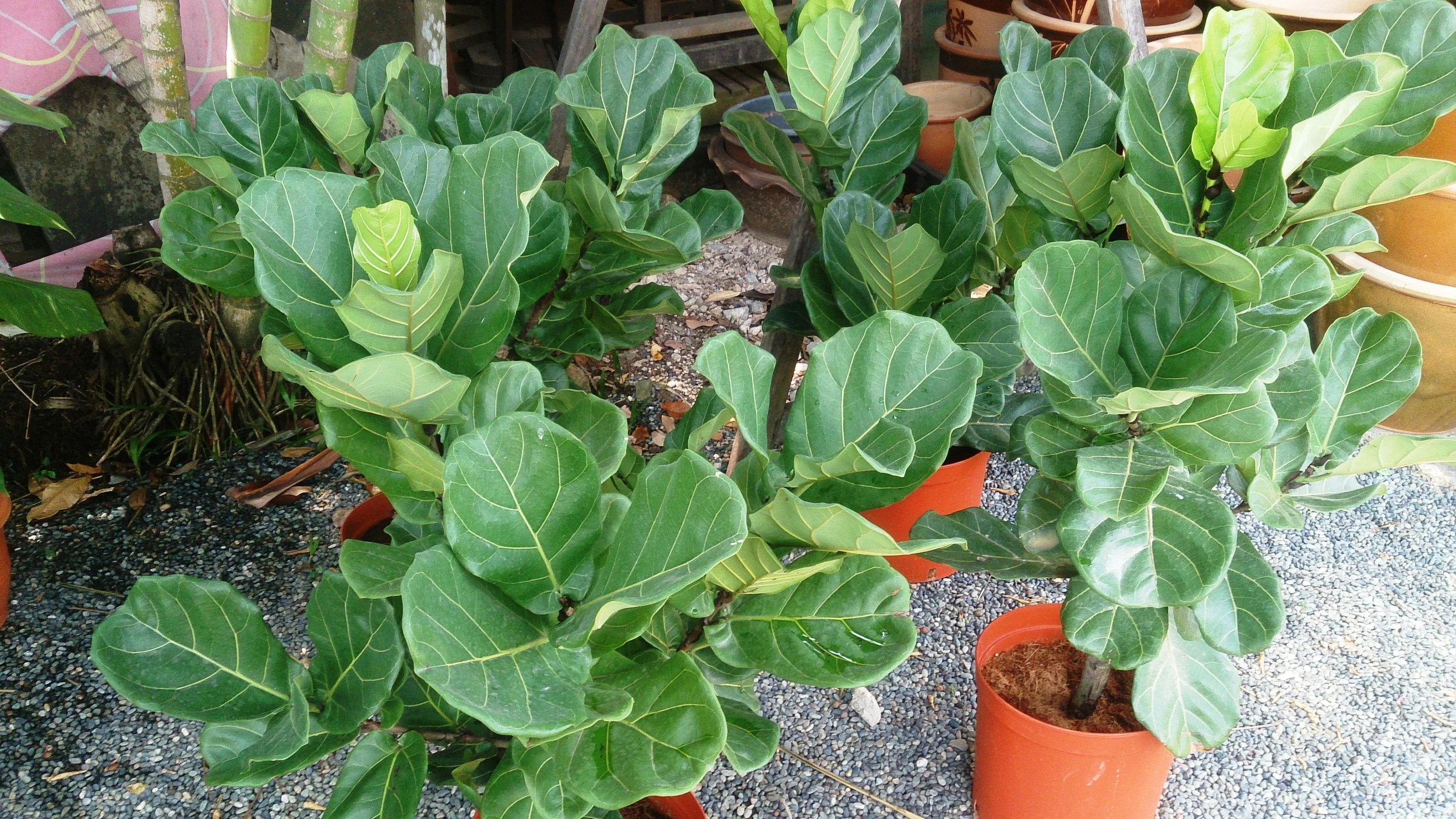 Pictured: Ficus Lyrata 'Fiddle Leaf Fig' These glossy leafed plants are hugely popular for photo shoots and campaigns at the moment, and we have a range of sizes from 20cm tall to over 2 metres.
