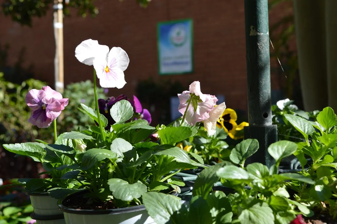 Pictured: Pansy Bloomers at Honeysuckle Bondi Junction