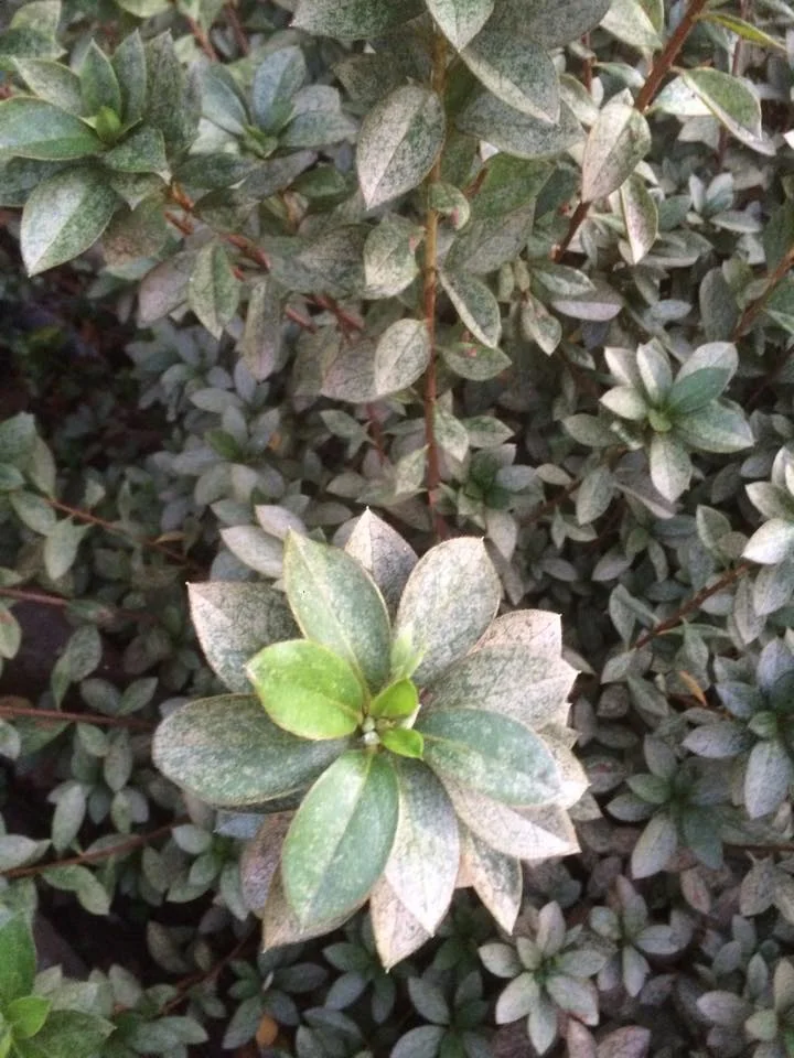 Pictured: Azalea with severe lace bug damage, easily treatable with an Imidacloprid spray and tablets