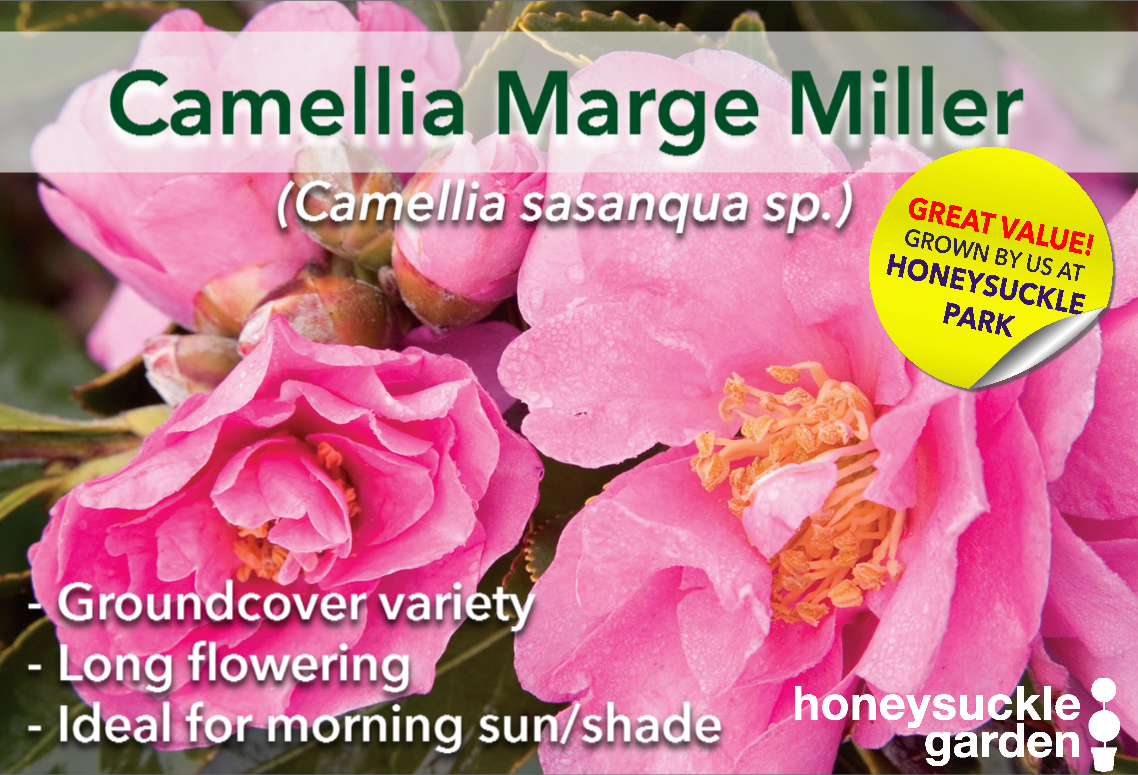 Camellia marge miller.png