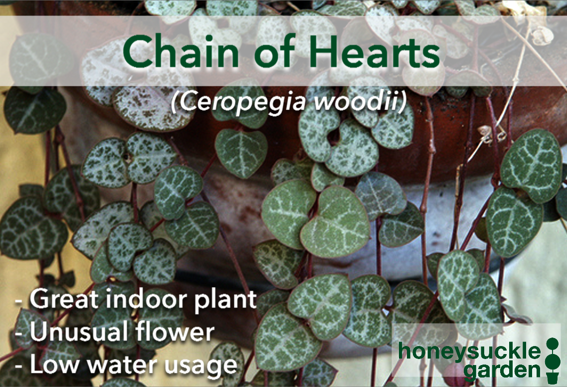 Ceropegia woodii.png