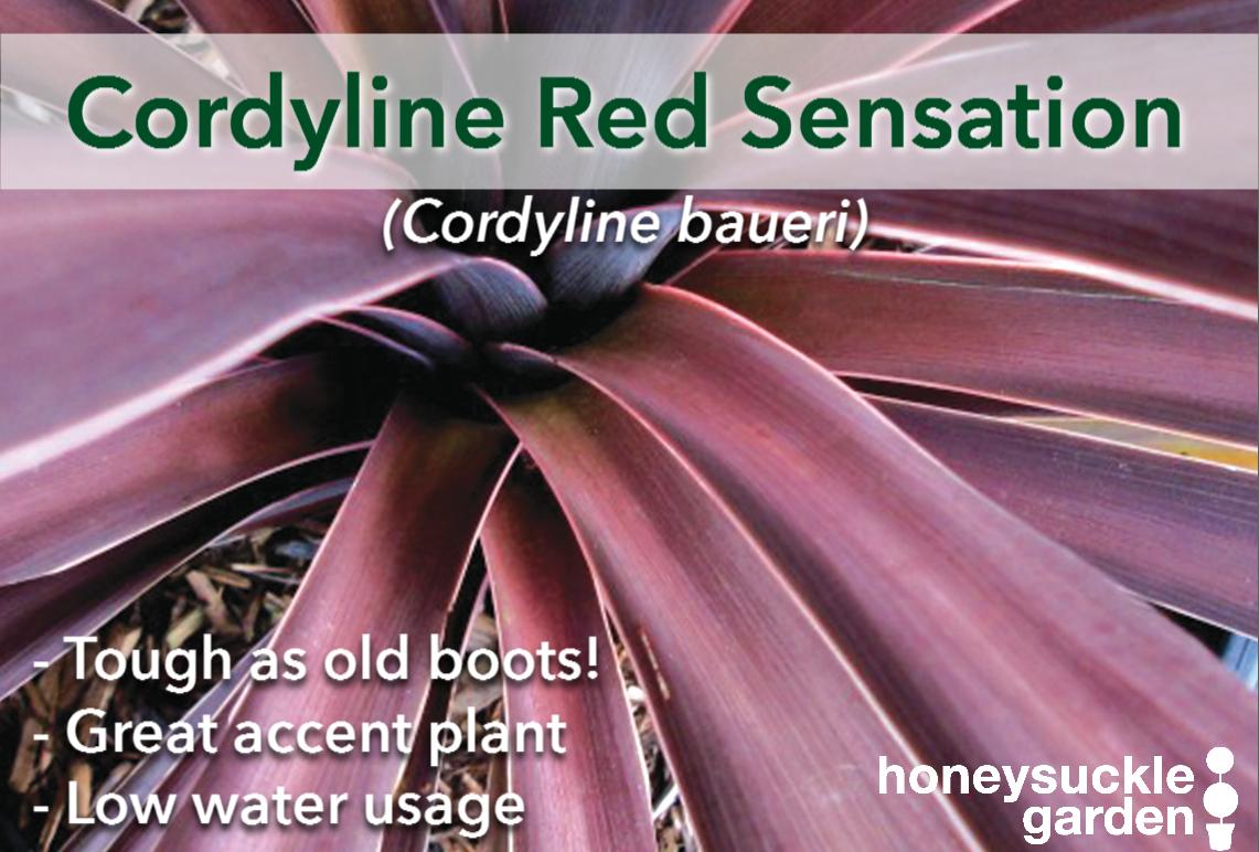 Cordyline baueri.png