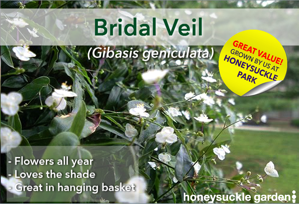 Gibasis geniculata.png