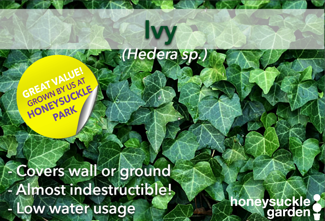 Hedera.png