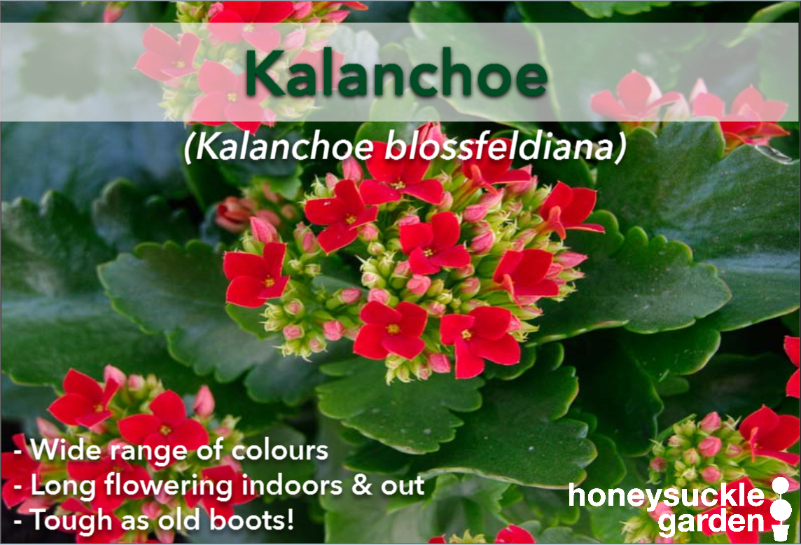 Kalanchoe blossfeldiana.png