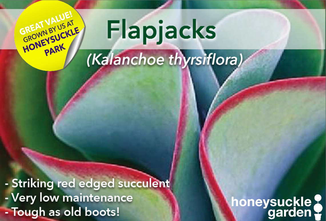 Kalanchoe thyrsiflora.png