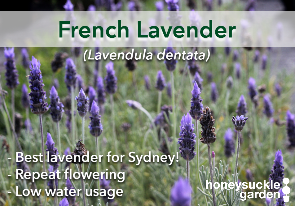 Lavendula dentata.png