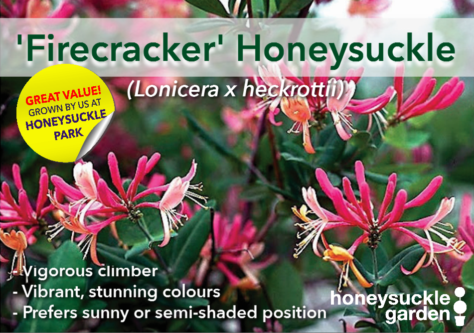 Lonicera x heckrottii.png