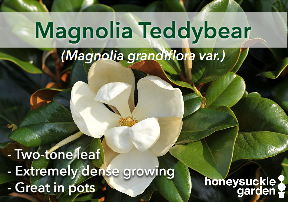 Magnolia grandiflora.png