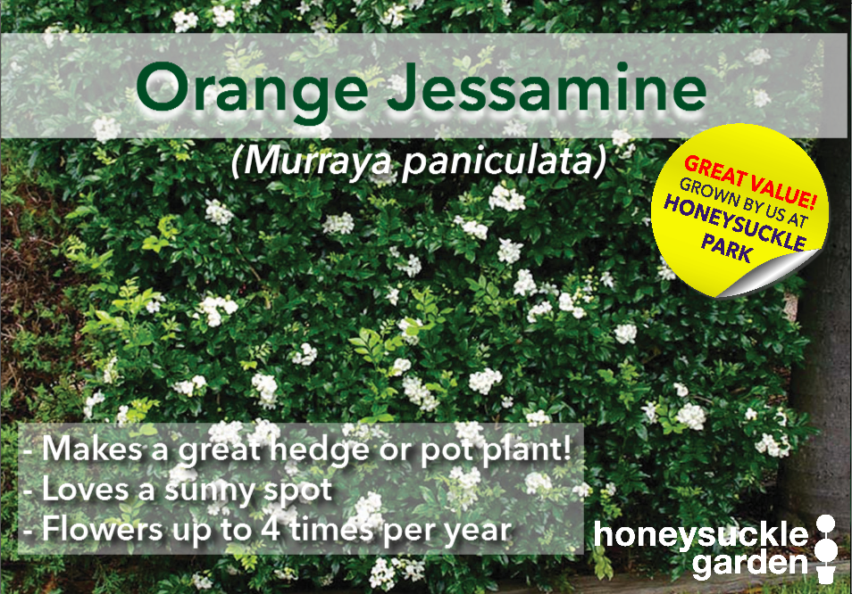 Murraya paniculata.png