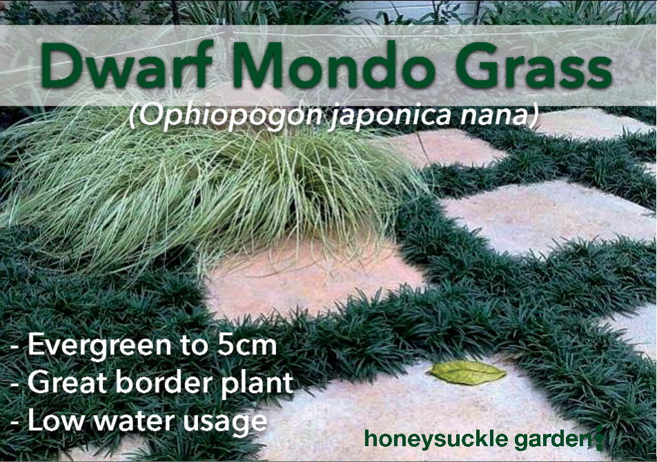 Ophiopogon jap nana.png