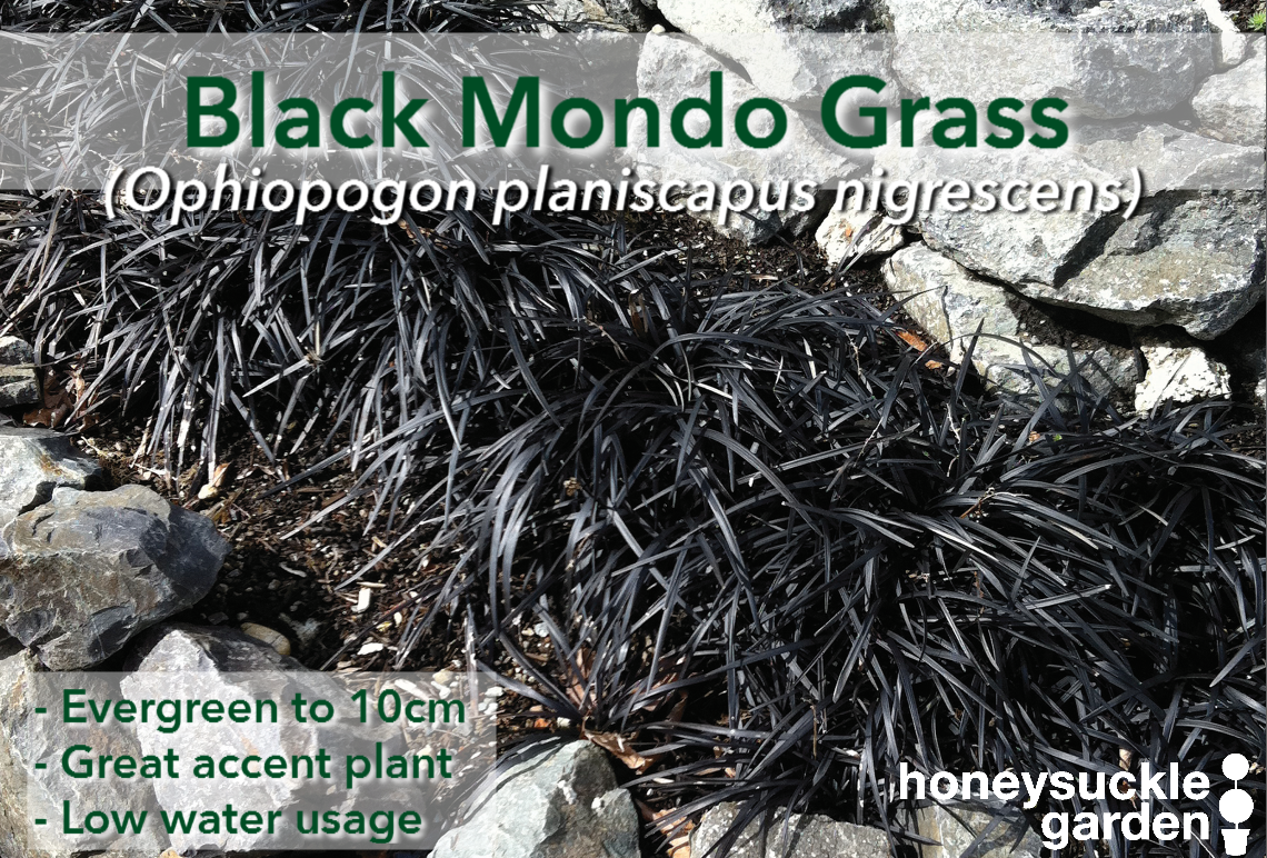 Ophiopogon planiscapus nigrescens.png