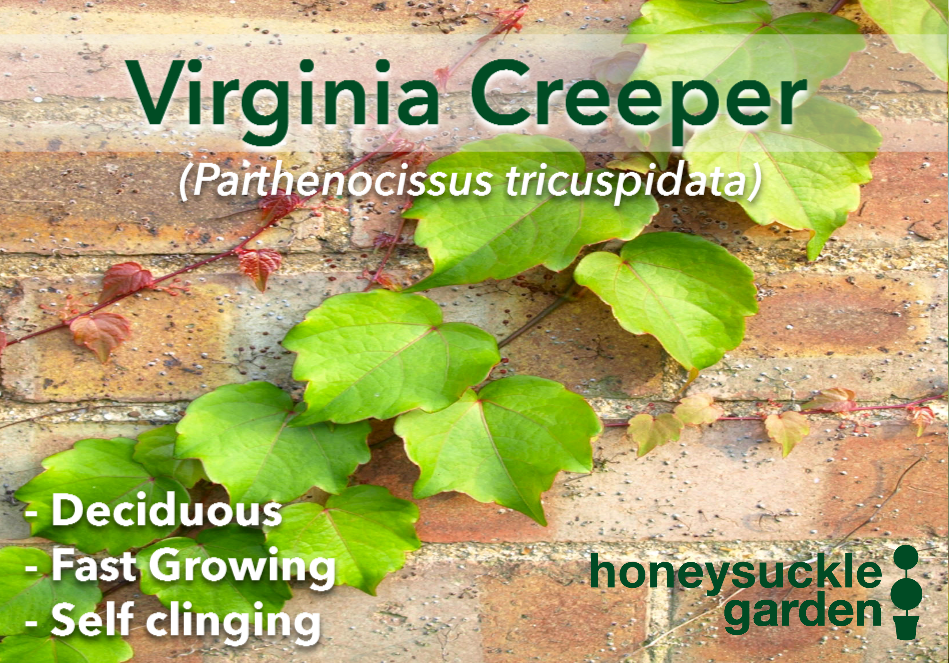 Parthenocissus tricuspidata.png