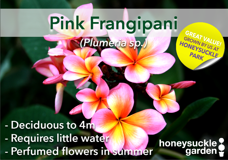 Plumeria pink.png